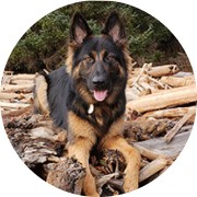 Benz the German Shepherd