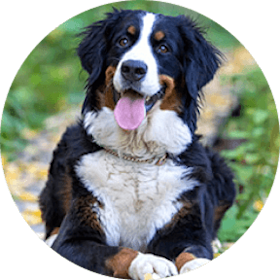 Bernese Mountain Dog Dog Breed