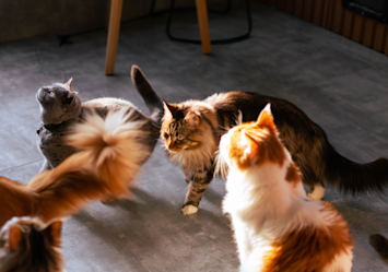 A gathering of some of the most popular and prettiest cat breeds in the world, including what appears to be a Maine Coon, Persian, and British Shorthair, showcase their distinctive fur patterns and elegant profiles as they sit together on a gray floor bathed in warm lighting, demonstrating why these are considered among the best and most beloved cat breeds.