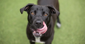 black lab licking mouth