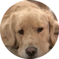 Golden Retriever Pet Insurance for Boeing the Dog