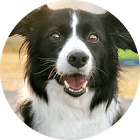 Border Collie Dog Breed