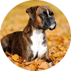 Boxer Dog Breed