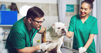 bulldog at vet office