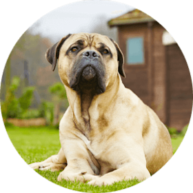Bullmastiff Dog Breed