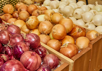 Red onions, yellow onions, and white onions can all be harmful to dogs. But regardless of the onion's color, how much onion is toxic to dogs? Even small amounts can be dangerous, so it's important to keep onions out of your dog's reach.