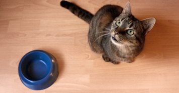 cat by blue food bowl