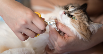 cat getting nails trimmed