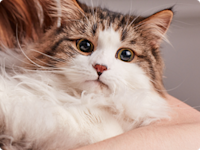 domestic longhair adult cat being held by caucasian woman with red hair