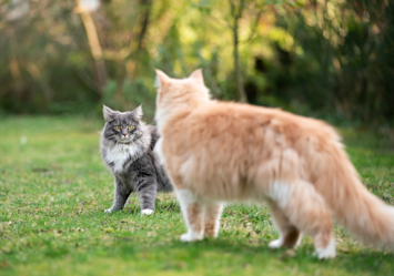 A cautious first encounter between two cats - a fluffy grey kitten and a ginger Maine Coon - demonstrating proper body language during the delicate process of how to introduce cats to each other in an outdoor garden setting.
