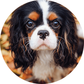 Cavalier King Charles Spaniel Dog Breed