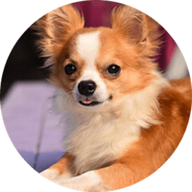 Chihuahua Dog Breed