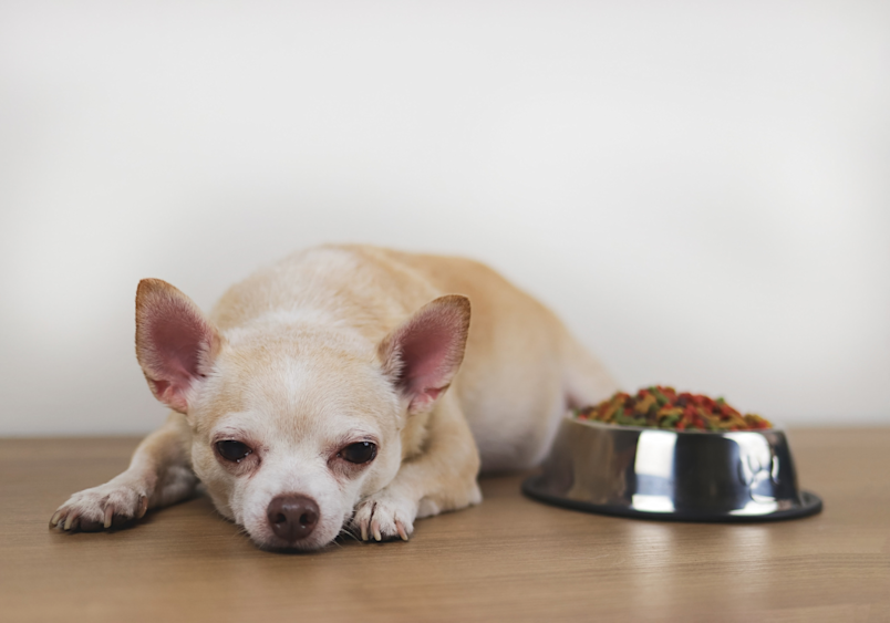 A Chihuahua is lying down next to a full bowl of dog food, appearing uninterested or tired.
