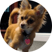 chiquita the chihuahua