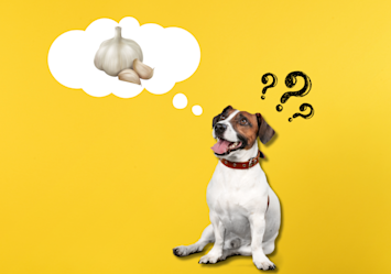 A curious dog sitting and thinking about garlic with a puzzled expression, wondering, 'Can dogs have garlic?' Learn about whether garlic is bad for dogs, how much garlic is toxic, and the symptoms of garlic poisoning in dogs.