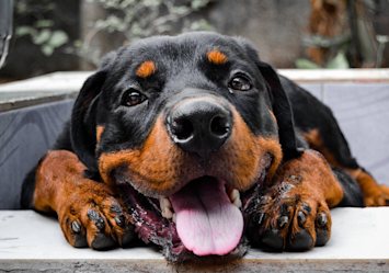 A cheerful looking Rottweiler lying down with its tongue out, showing people that Rotties can be fun too, and that they should check out fun facts about Rottweilers.