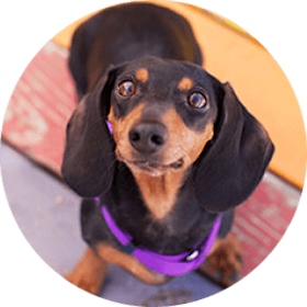 Dachshund Dog Breed