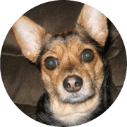 destino the Chihuahua