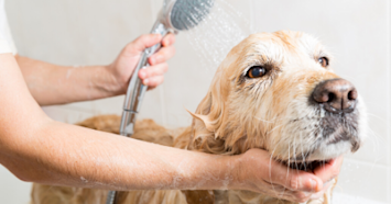 Dog getting bath