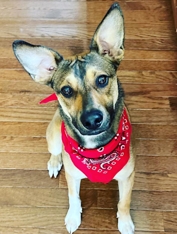 A cute male dog in a bandana ready to get neutered