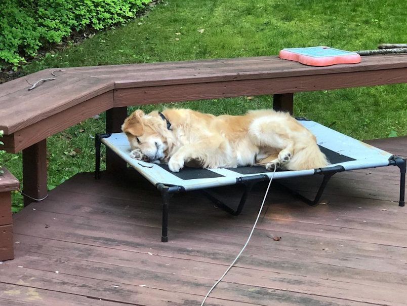 A dog laying in a bed taking a rest after neutering