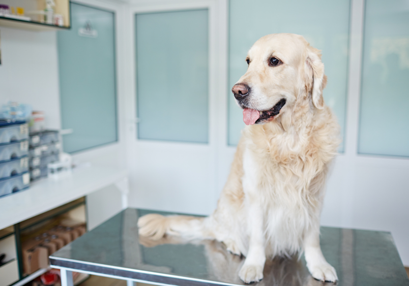 This dog is visiting the vet for his constipation, becuase his owner is now worried and have tried almost all methods on how to make a constipated dog poop quickly.