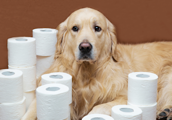 A dog surrounded with toilet papers looking all sad and sulky because it hasn't pooped yet for days now, making its owner worried and searching for dog laxative for constipated dog.