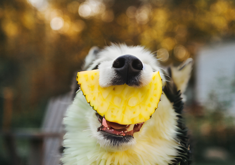 A happy dog holds a slice of pineapple in its mouth, showcasing its enjoyment of the fruit.