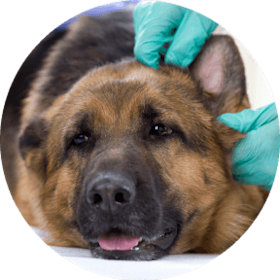 Dog getting an ear examined by a veterinarian