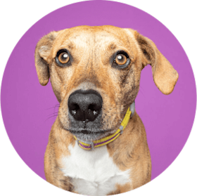 headshot of a cute dog