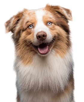 Embraced dog smiling