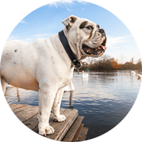 Pet Insurance for English Bulldogs