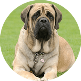English Mastiff Dog Breed