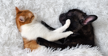 french bulldog and orange kitten sleeping