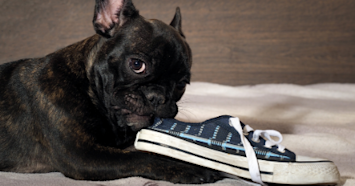 french bulldog biting shoe