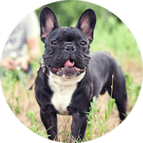 French Bulldog Dog Breed