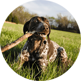 German Shorthaired Pointer Dog Breed