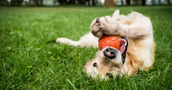 golden retriever playing with ball on lawn