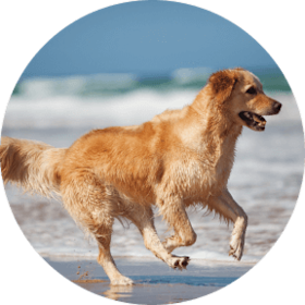 Golden Retriever