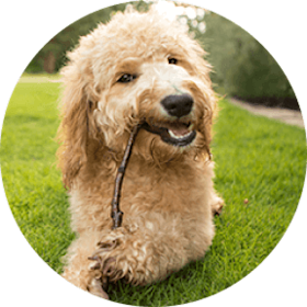 Goldendoodle Dog Breed