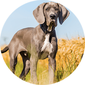 Great Dane