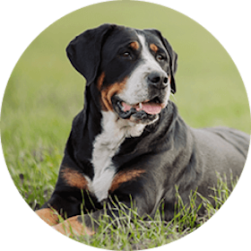 Greater Swiss Mountain Dog Breed