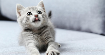 greykittenlookinguponcouch