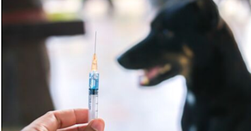 hand holding needle with dog in background