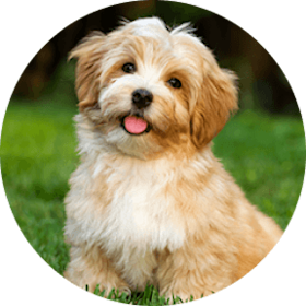 havanese dog breed