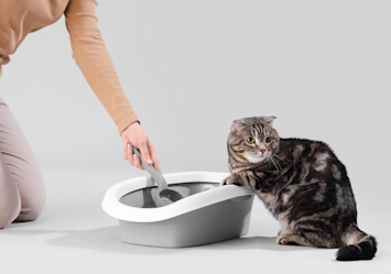This human is trying to collect urine from its' cat's litter box, but what is the correct way of collecting a urine sample from a cat? Is it straight from the litterbox? Should it be empty or should it have litter?
