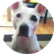 Pit Bull Insurance for Lead Poisoning