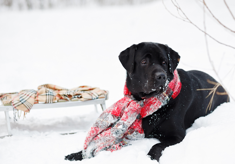 A black-colored labrador retriver wearing a red checkered scarf while he is out in the snow, taking a break from winter dog activities.