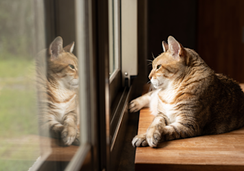 Ginger tabby cat sitting on a wooden windowsill gazing outward, possibly displaying watchful behavior that pet owners might consider when researching does my cat have separation anxiety.