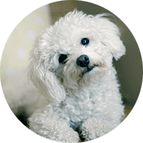 Maltese Dog Breed